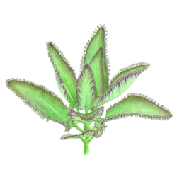 Bryophyllum (Brutblatt) - Kalanchoe daigremontiana_master