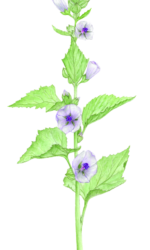 Eibisch - Althaea officinalis