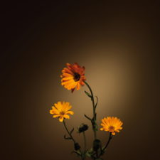 Ringelblume - Calendula officinalis