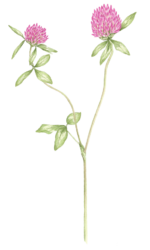 Rotklee - Trifolium pratense_master